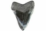 Fossil Megalodon Tooth - Polished With Pyrite Inlay #86897-2